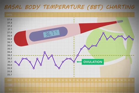 monophasic basal body temperature